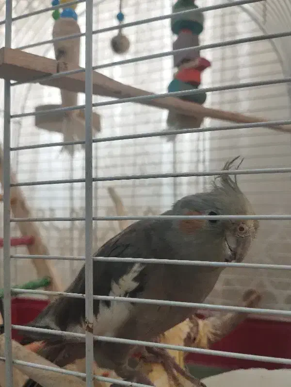 عروس هلندی گمشده|حیوانات|اهواز, گلستان|دیوار