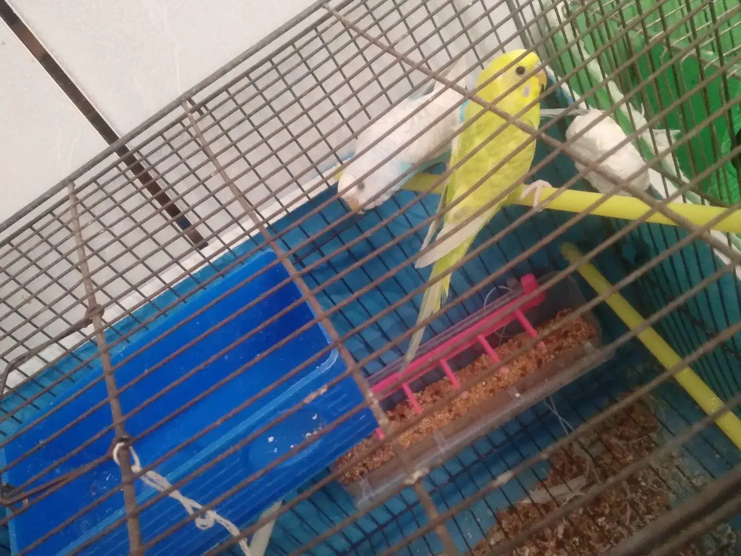 مرغ عشق|پرنده|کشکوئیه, |دیوار