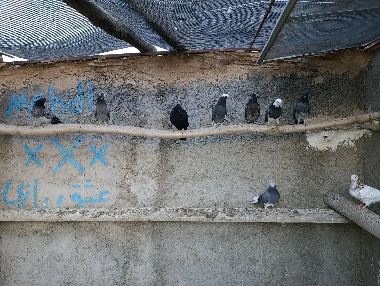 جوجه پرشی|پرنده|پاکدشت, پارچین|دیوار