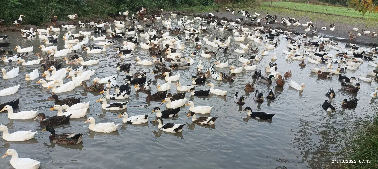 اردک بزرگ|حیوانات مزرعه|رضوانشهر, |دیوار