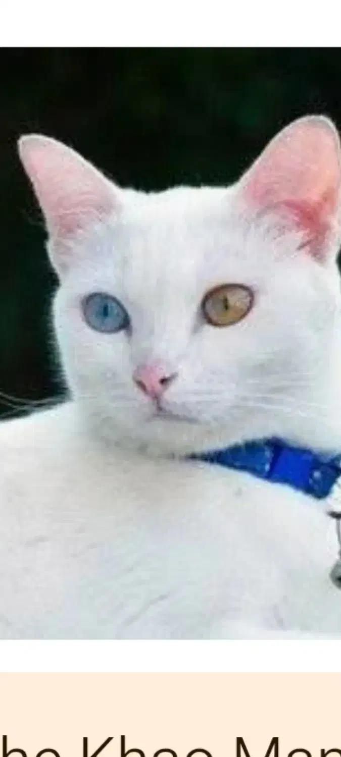 گربه ماده 7ماهه نژاد بریتیش|گربه|دماوند, دماوند|دیوار