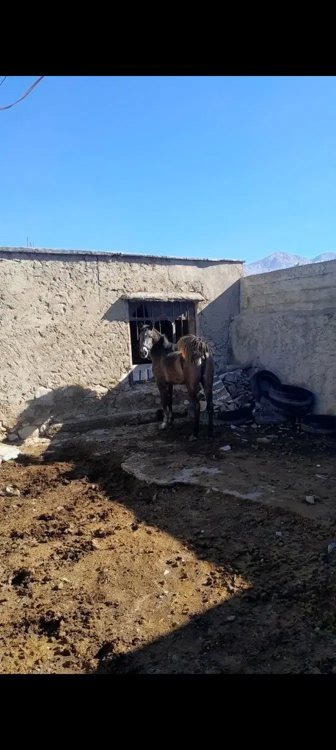 کره مادیون تولیدی|اسب و تجهیزات اسبسواری|بهبهان, |دیوار