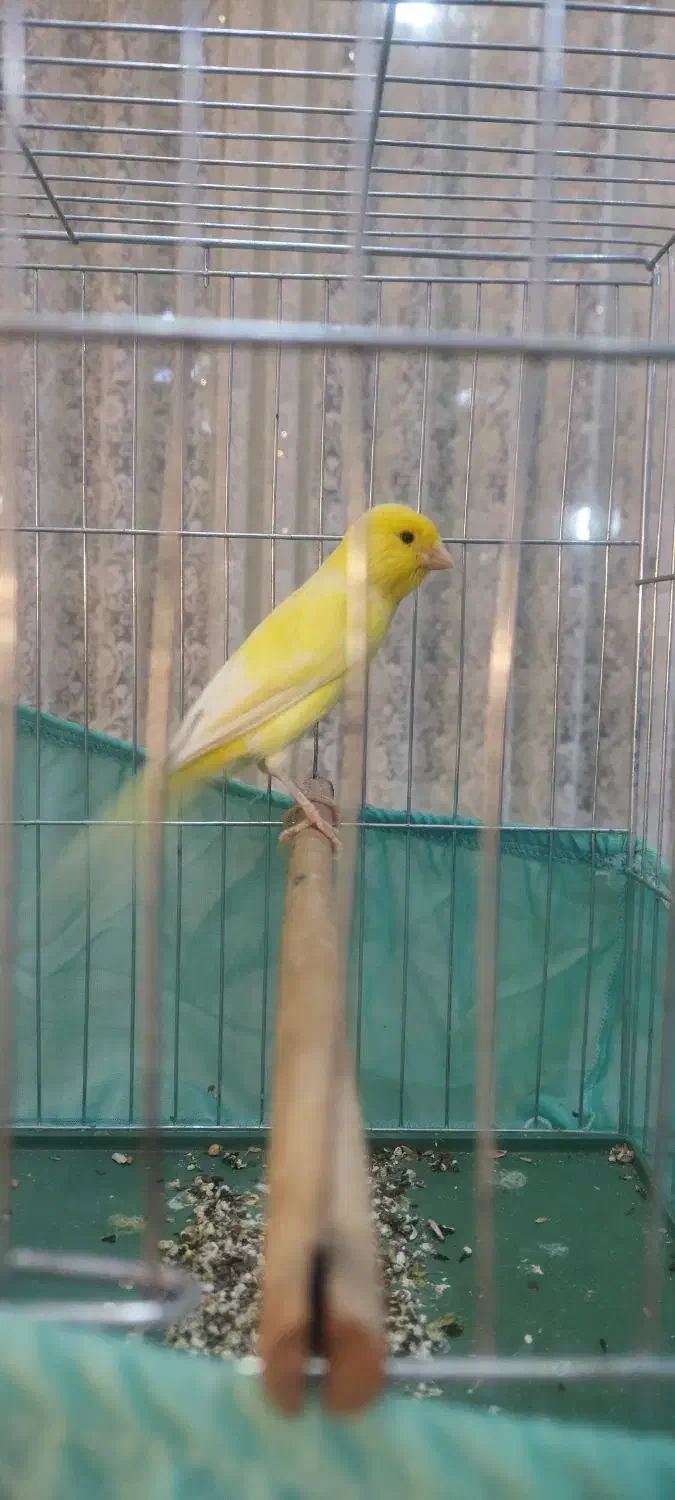 قناری|پرنده|آبادان, |دیوار