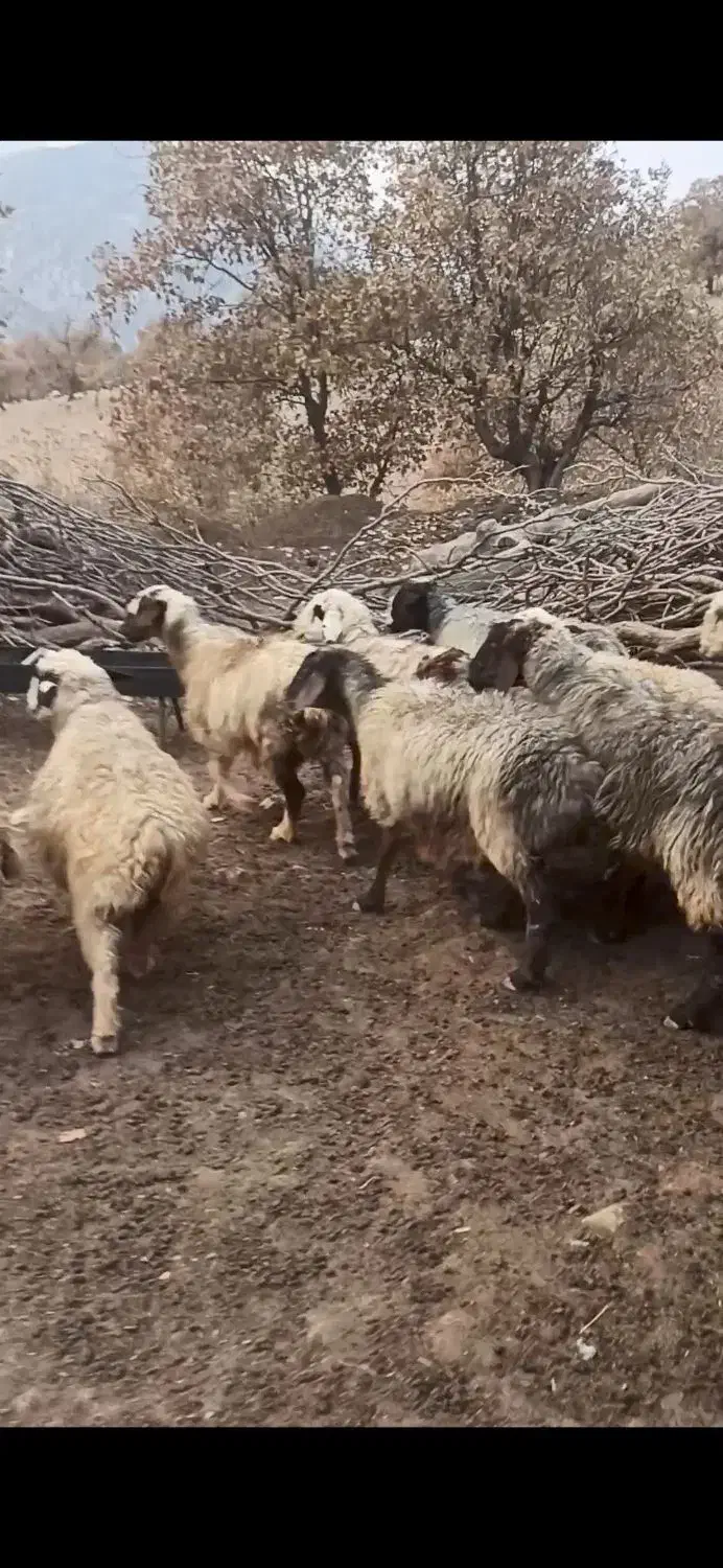 میش آبستن سنگین|حیوانات مزرعه|لردگان, |دیوار