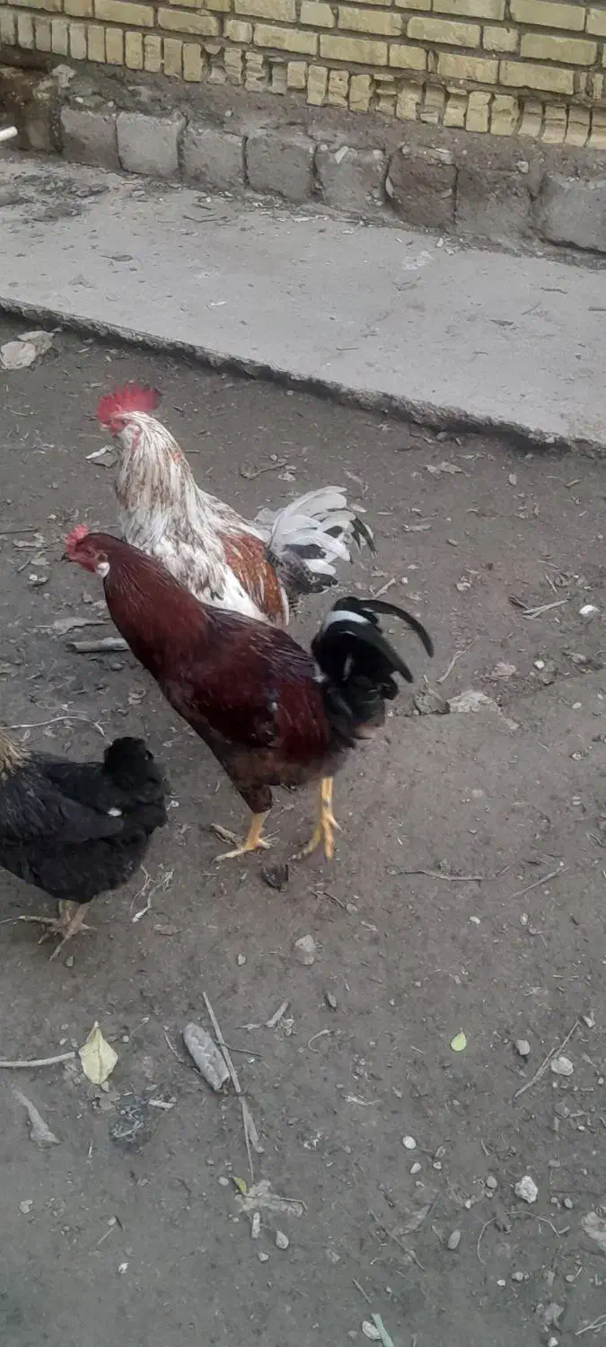 فروش خروس گلین|حیوانات مزرعه|گتوند, |دیوار