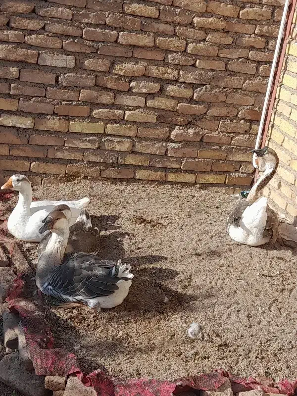 قوغاز|حیوانات مزرعه|قزوین, |دیوار