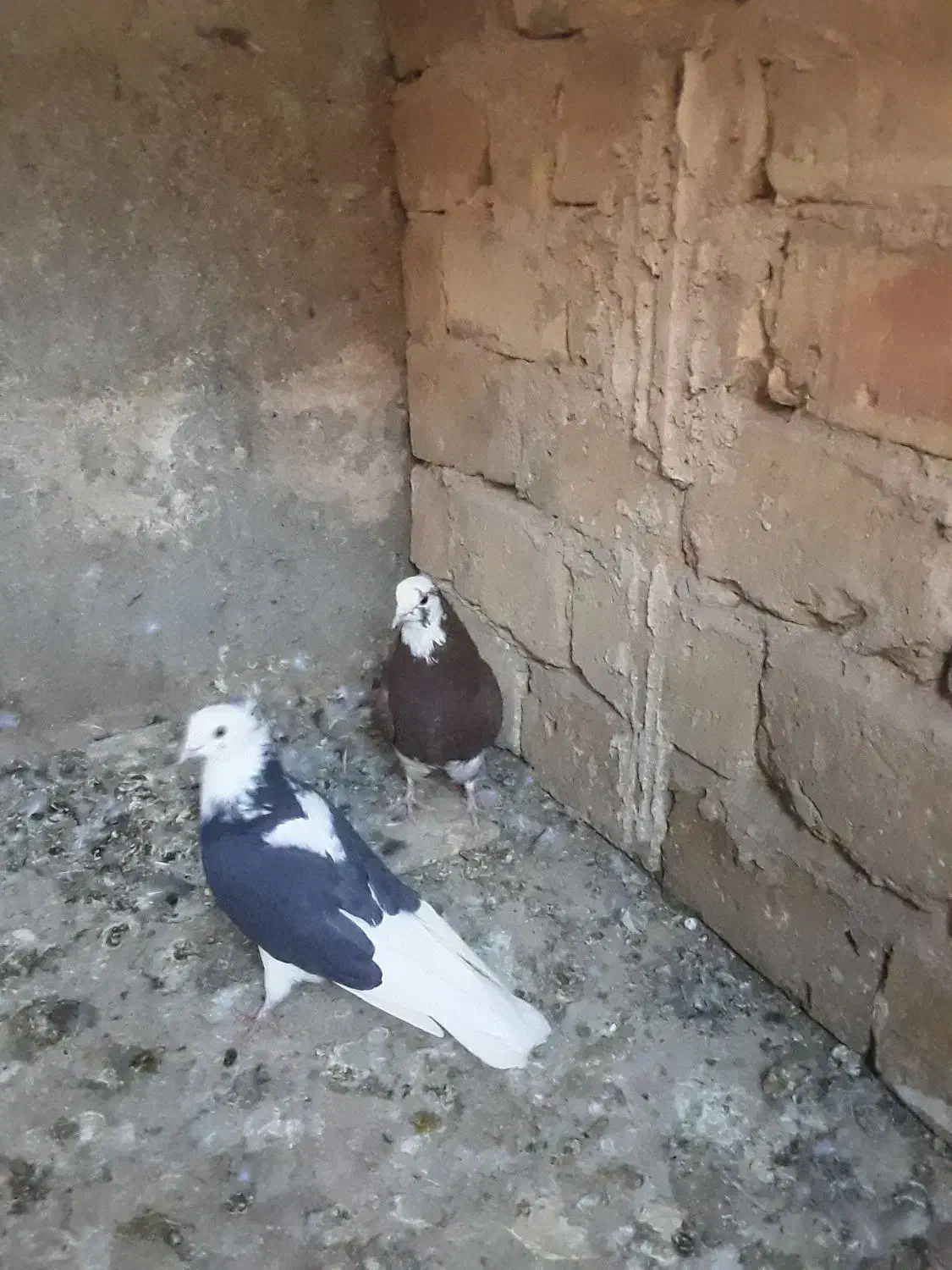 کفتر...|پرنده|یزد, |دیوار