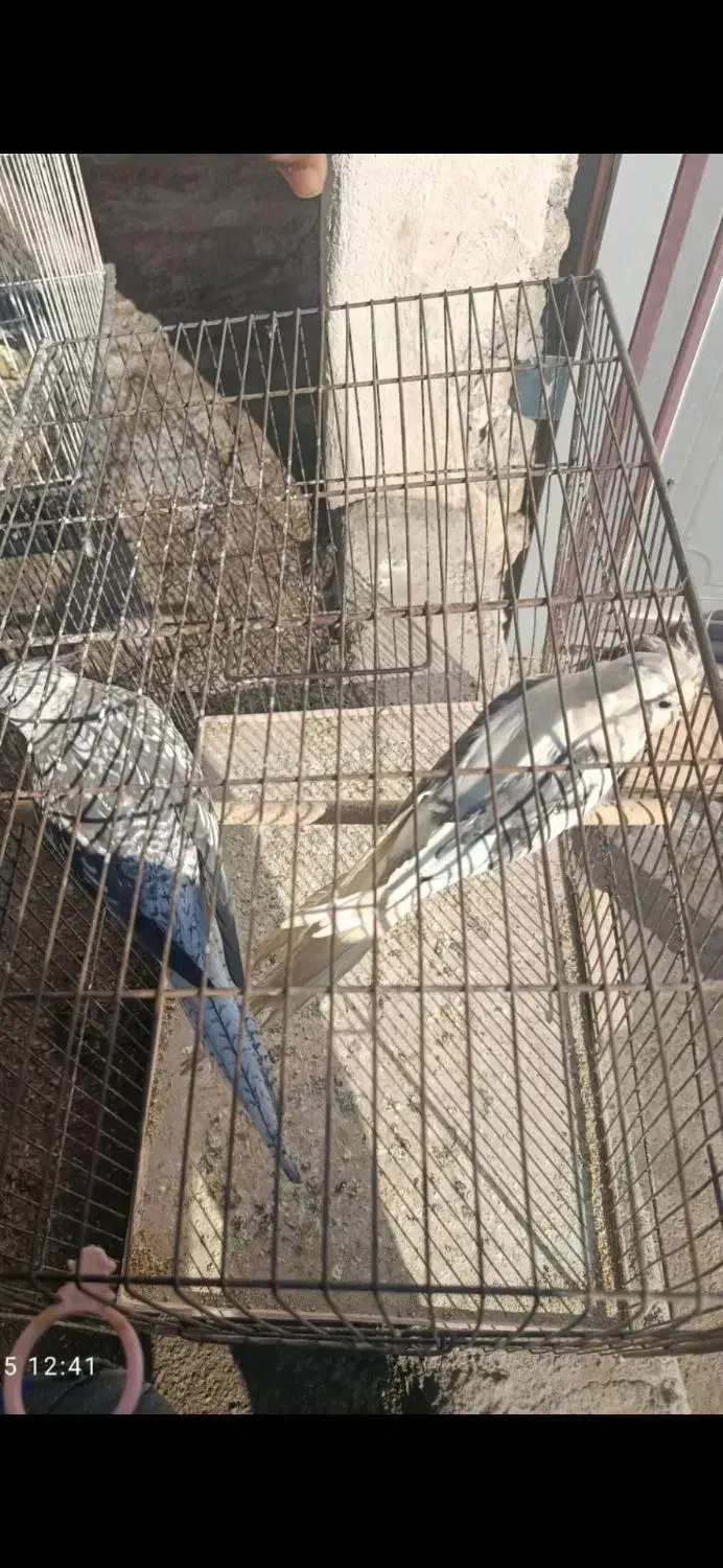 چند جفت.مرغ عشق وعروس هلندی تک و جفت ب شرط تخم|پرنده|علیآباد کتول, |دیوار