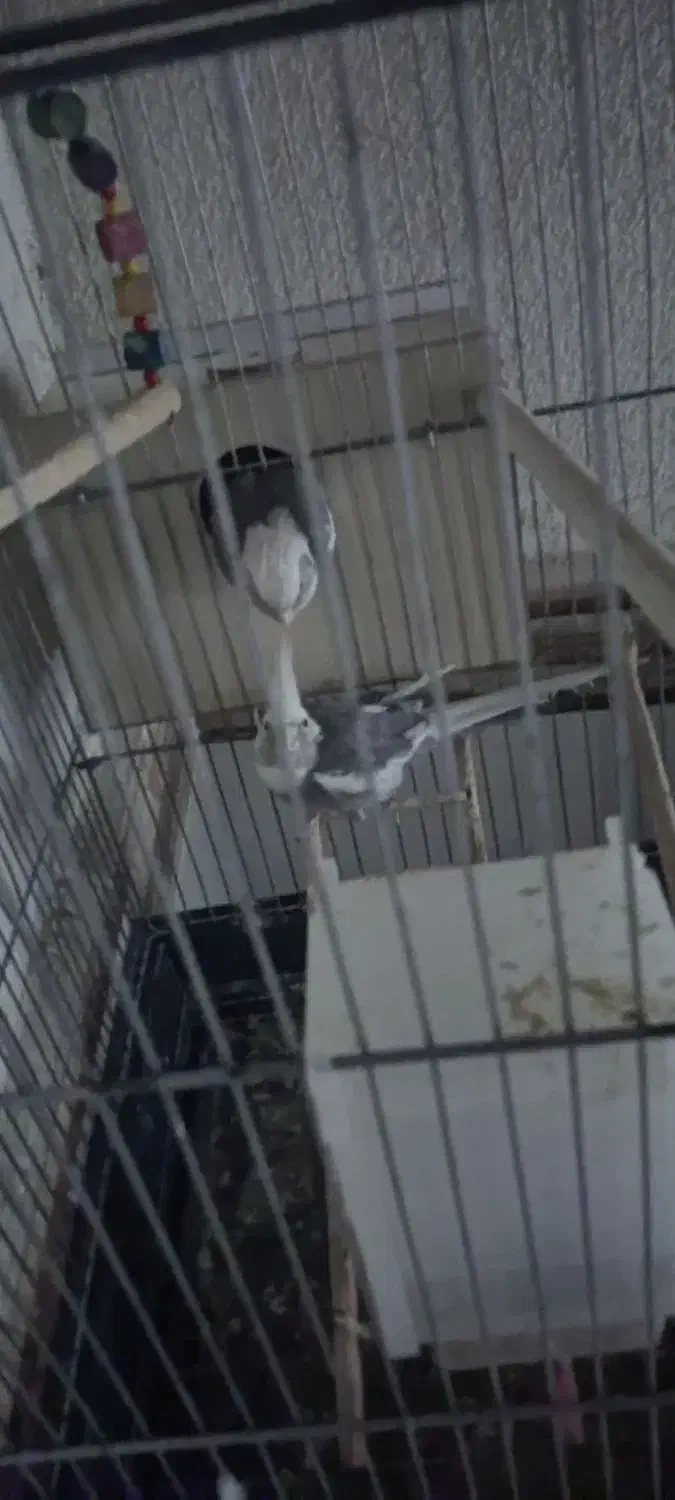 عروس هلندی|پرنده|مشگین شهر, |دیوار