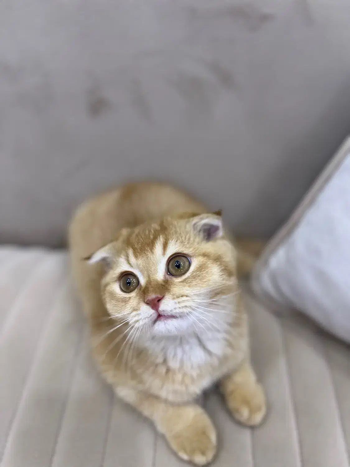 فروش گربه اسکاتیش دبل فولد نر سه ماهه رنک گلد|گربه|آمل, |دیوار