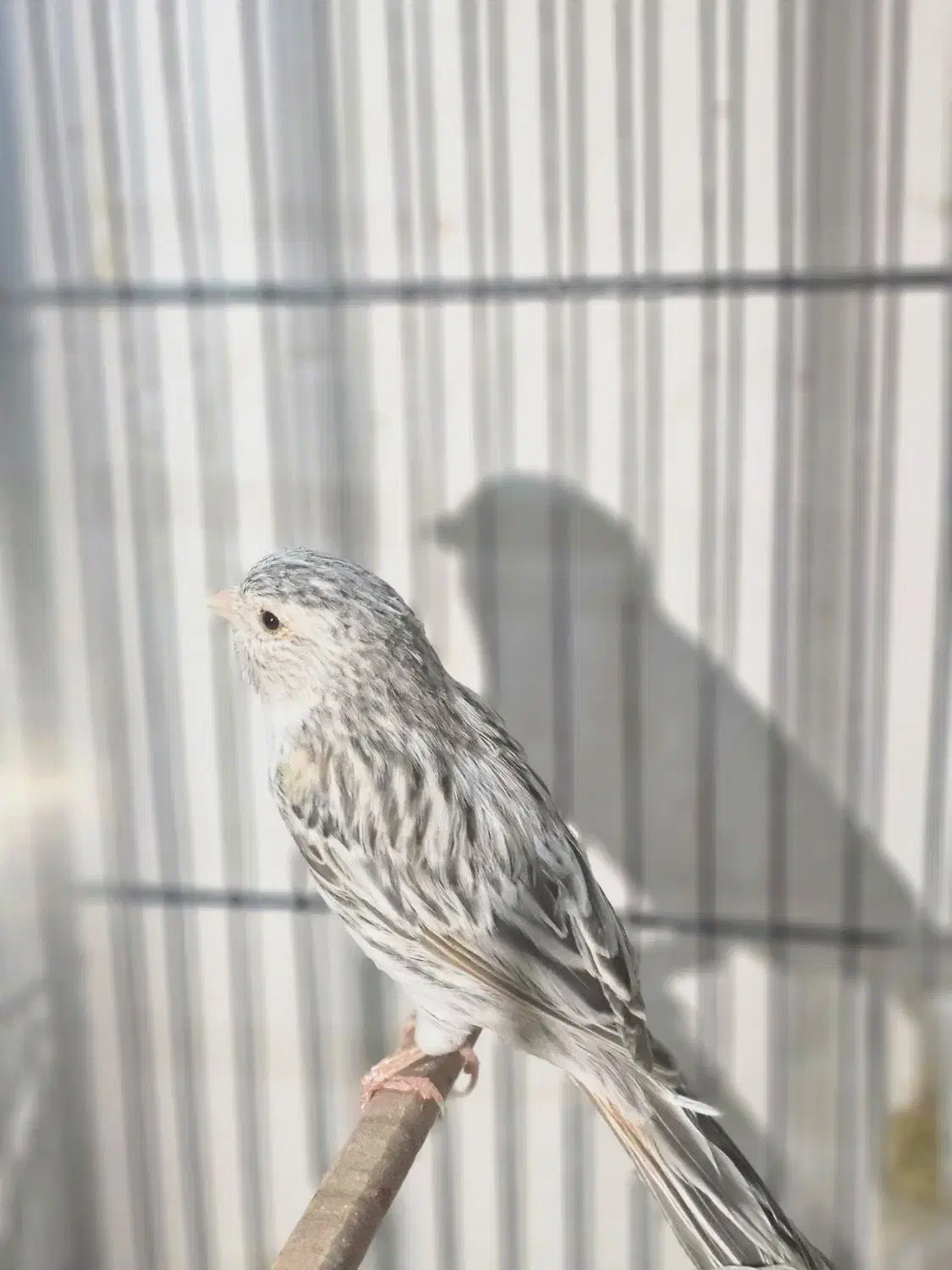 چند جفت قناری رنگ تیره آگات توپاز کبالت|پرنده|حمیدیا, |دیوار