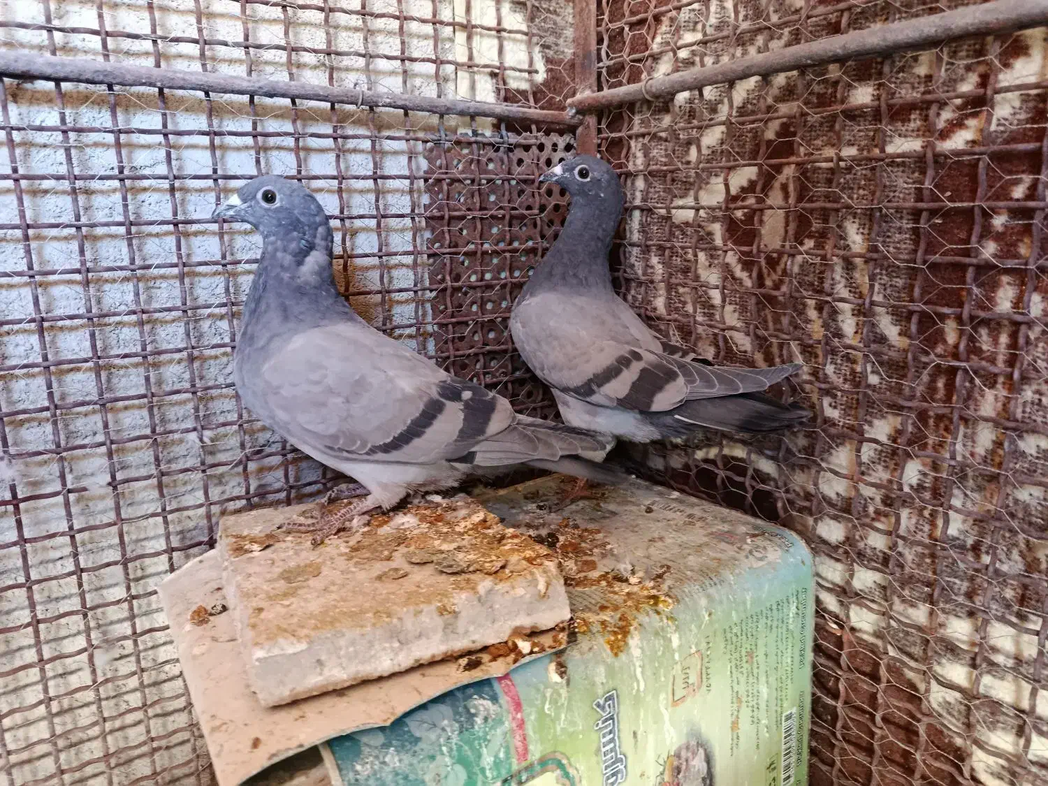 جفت جوجه پلاکی یه پره عتیقه|پرنده|مرودشت, گندم‎|دیوار