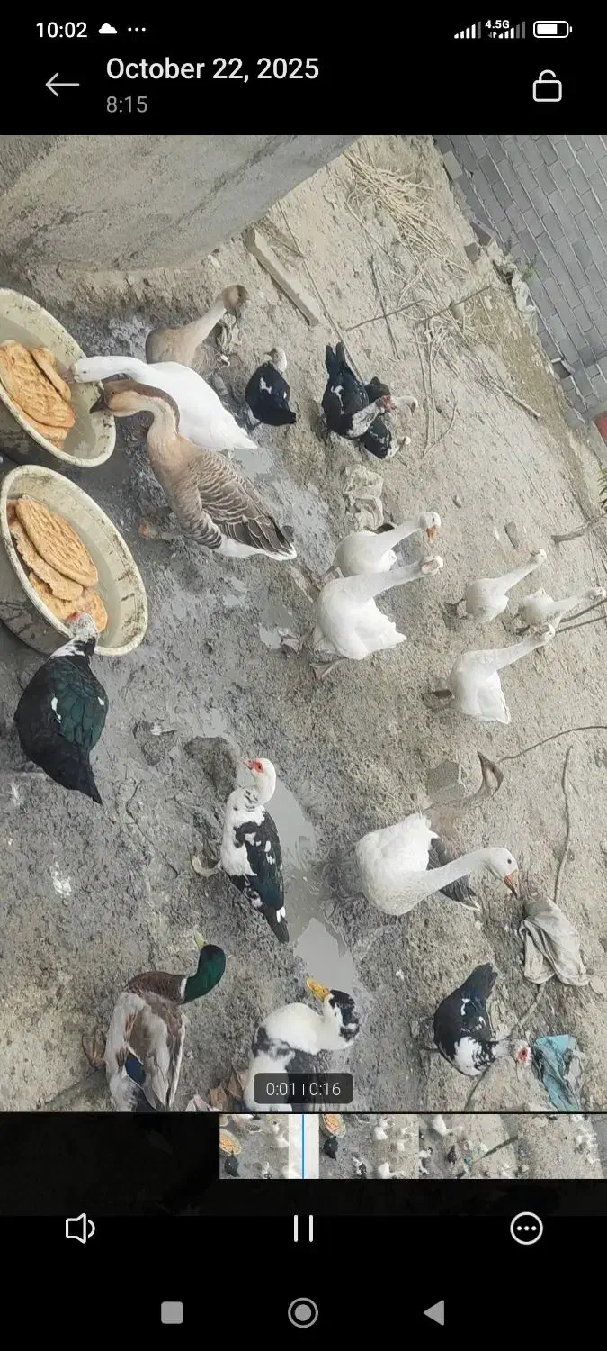 قوقاز لیندا قو قاز افریقای|حیوانات مزرعه|گرگان, |دیوار