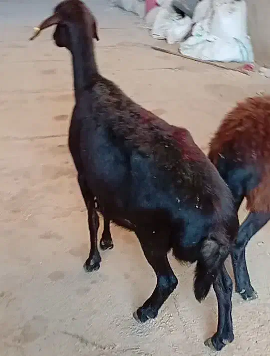 میش قزل افشار|حیوانات مزرعه|زارچ, |دیوار