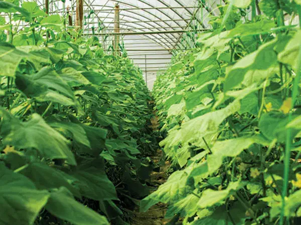 فروش گلخانه در مرند|فروش دفتر صنعتی، کشاورزی، تجاری|یامچی, |دیوار