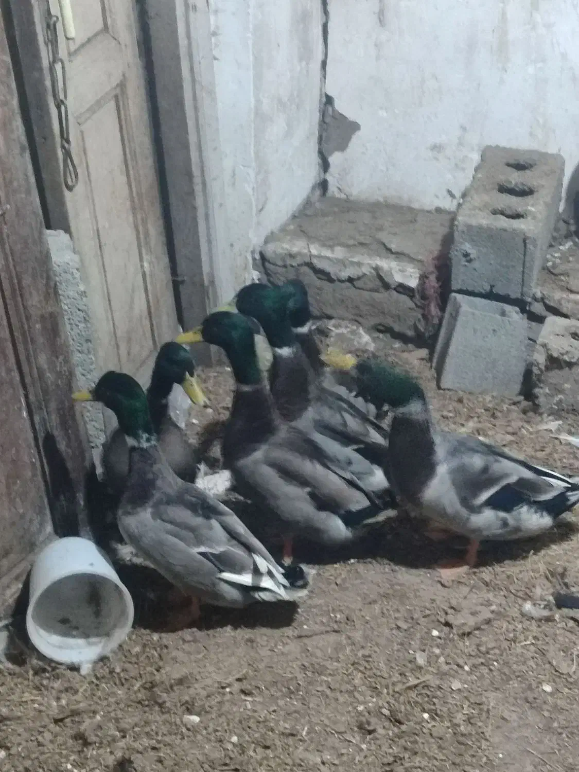 تعداد 6 عدد اردک کله سبز نر سنگین وزن درشت|حیوانات مزرعه|ویلکیج, |دیوار