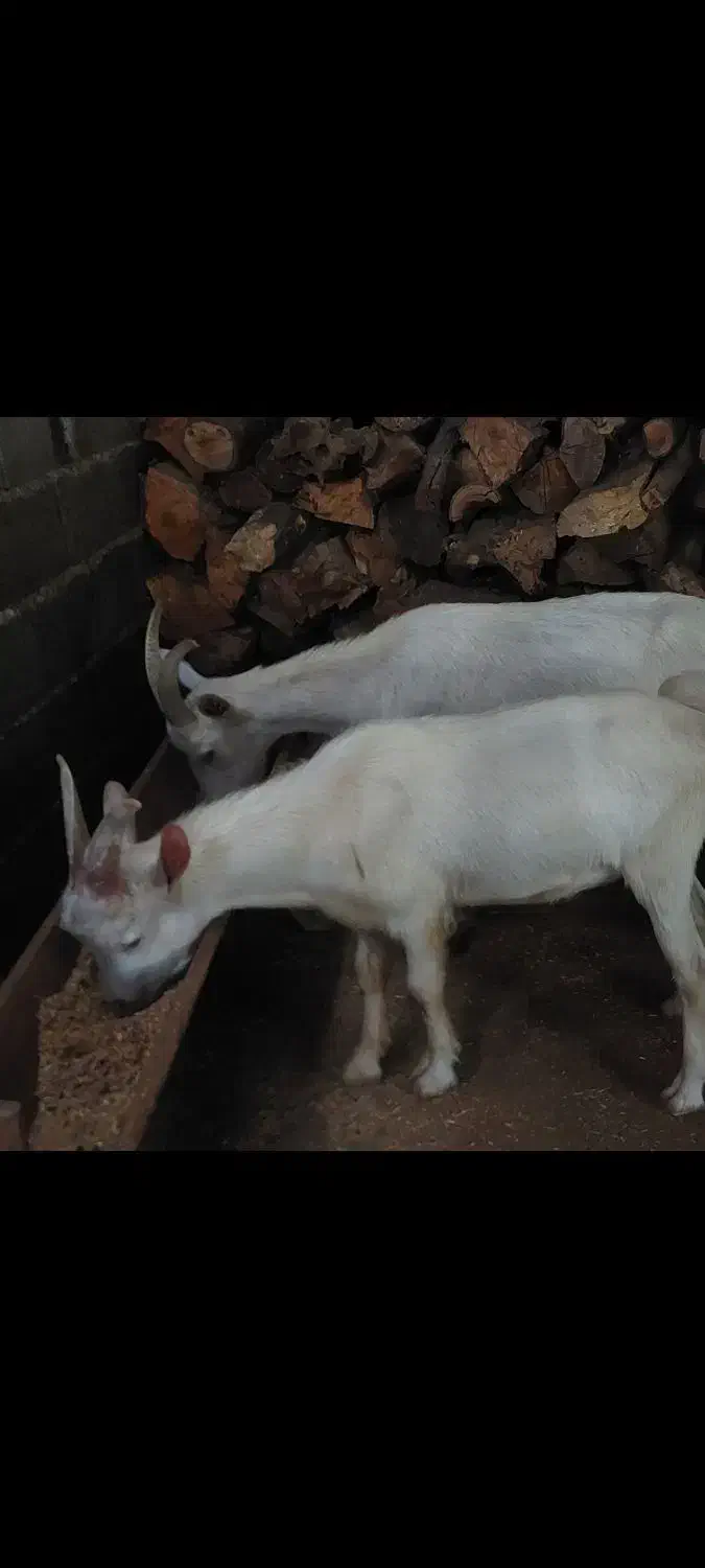 نر بزغاله سانن|حیوانات مزرعه|علیآباد کتول, |دیوار