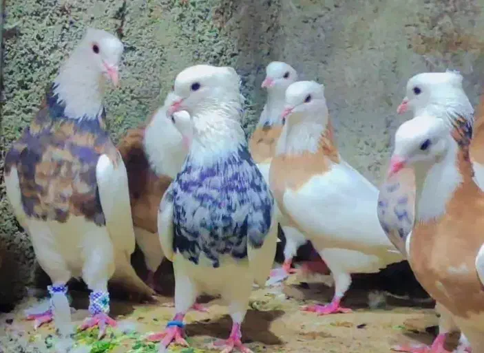 کبوتر طوقی|پرنده|کرمانشاه, |دیوار