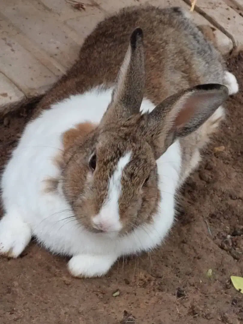 فروش تعدادی خرگوش نروماده|موش و خرگوش|برازجان, |دیوار