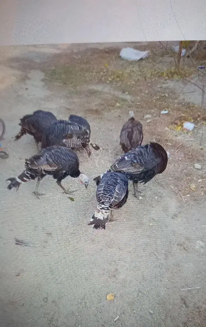 بوقلمون محلی|حیوانات مزرعه|صومای برادوست, |دیوار