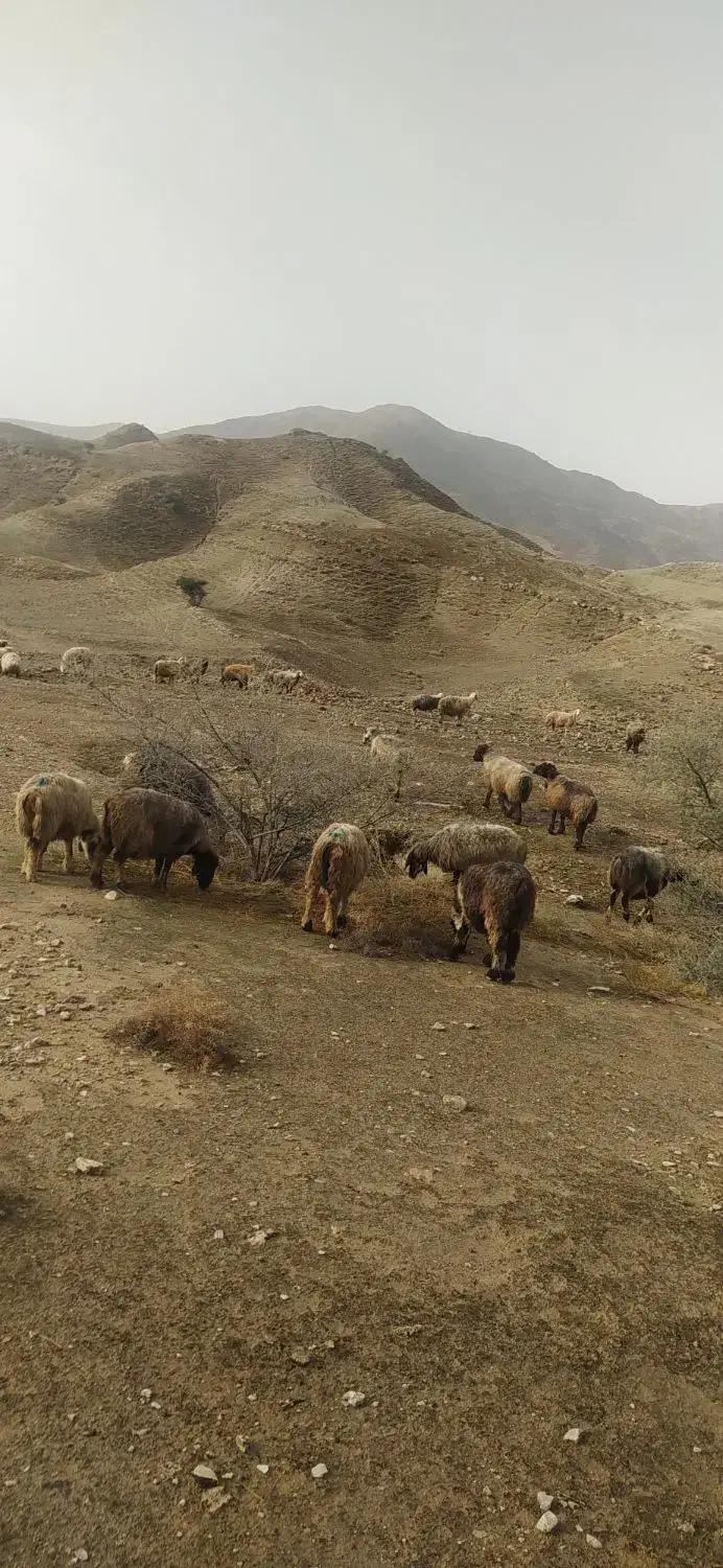 151 راس میش بره دار و آبستن گلون گرم|حیوانات مزرعه|جره و بالاده, |دیوار
