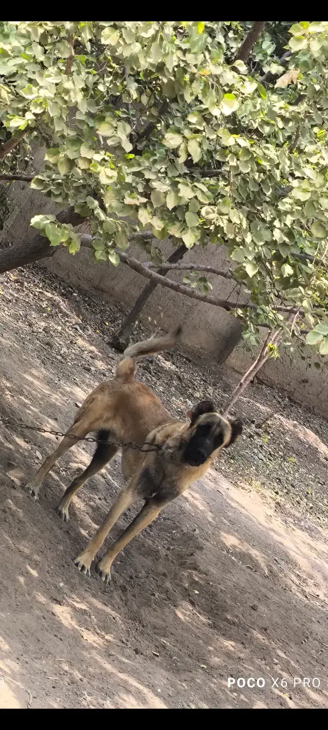 سگ سرابی|سگ|کوهسار (البرز), |دیوار