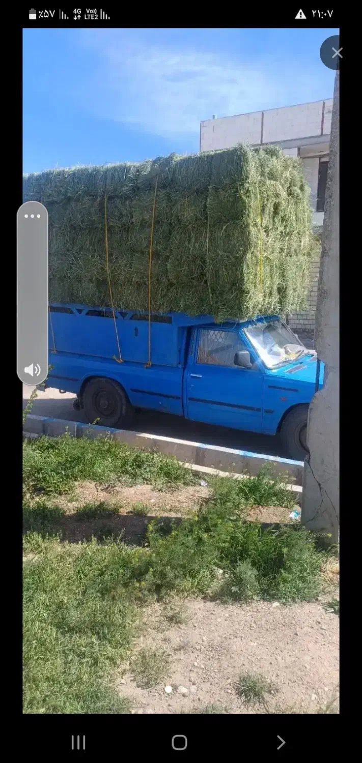 یونجه درجه یک|خدمات باغبانی و درختکاری|لالجین, |دیوار