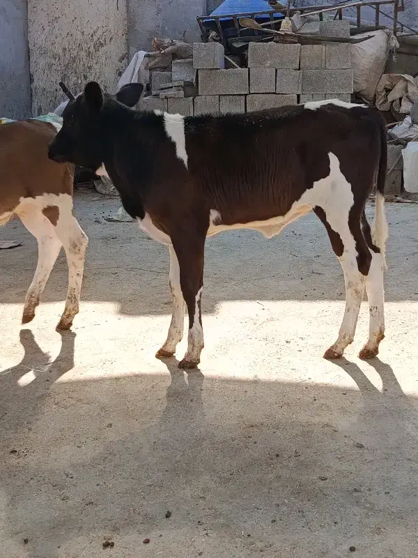 گاو گوساله گوسفند بز بره گاومیش درشادگان|حیوانات مزرعه|شادگان, |دیوار