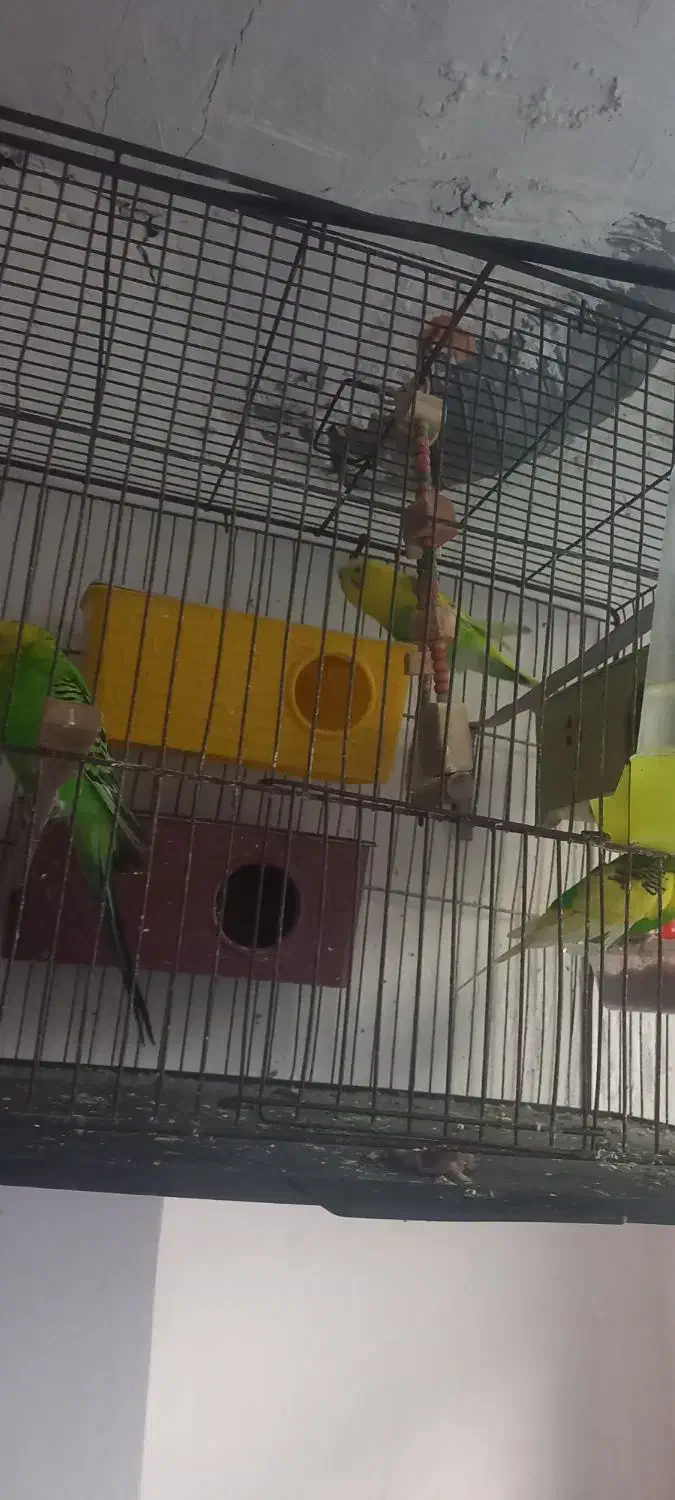 مرغ عشق .|پرنده|رشت, جماران|دیوار