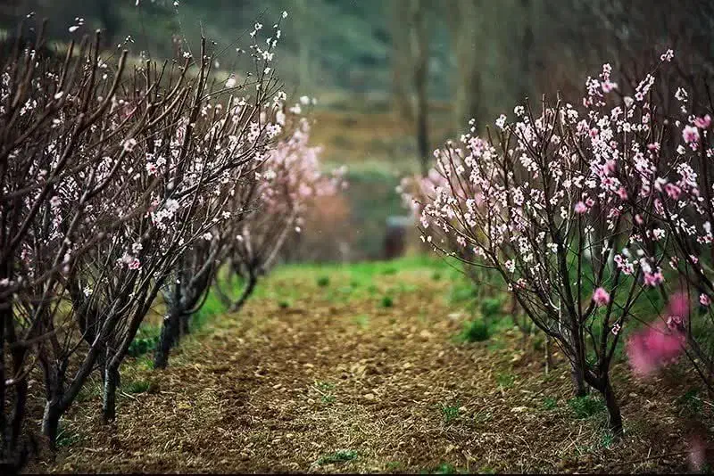 راهنمایی میکنم|فعالیت داوطلبانه|ملکآباد, |دیوار