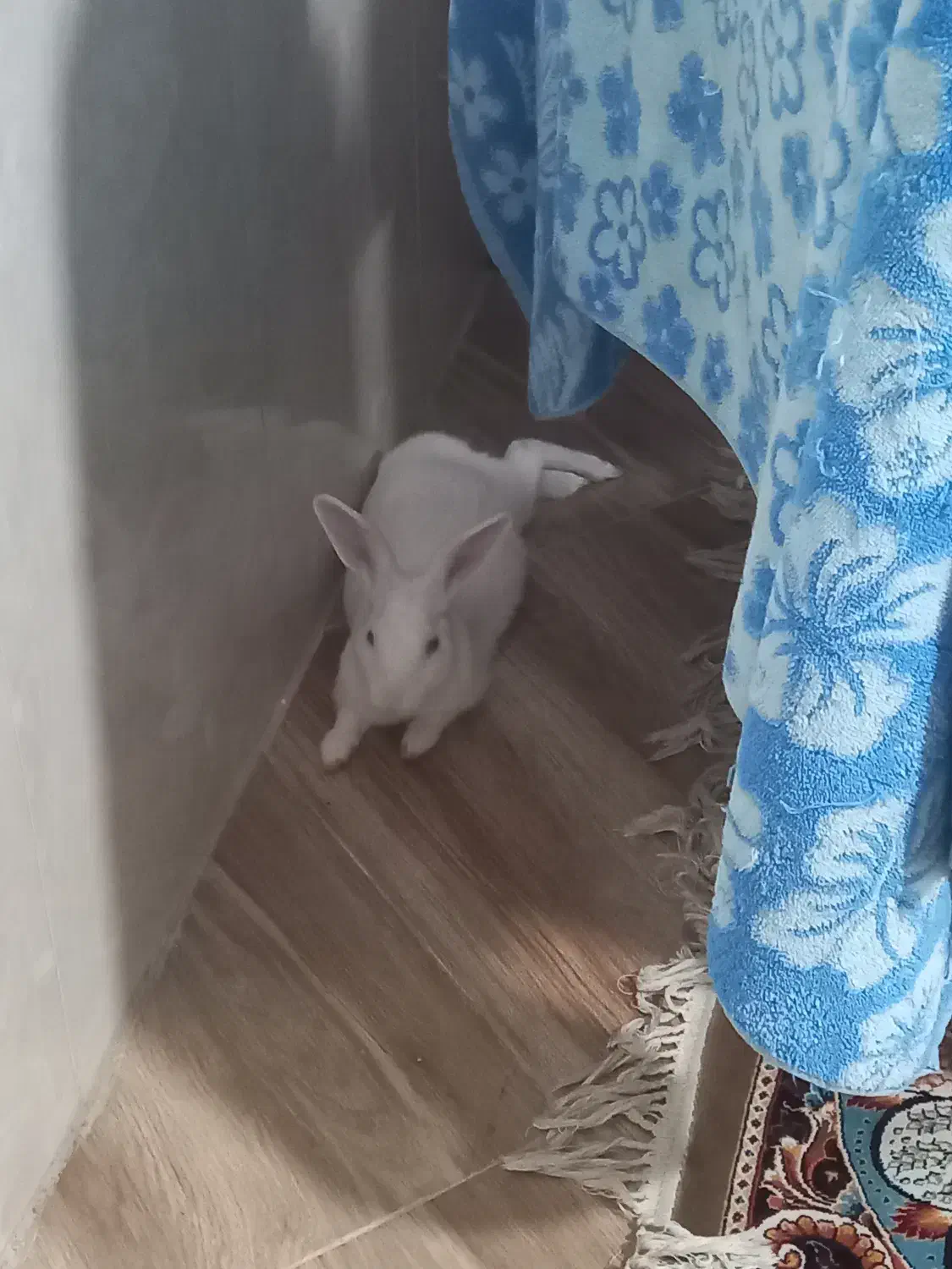 خرگوش نر|موش و خرگوش|قیامدشت - خاورشهر, |دیوار