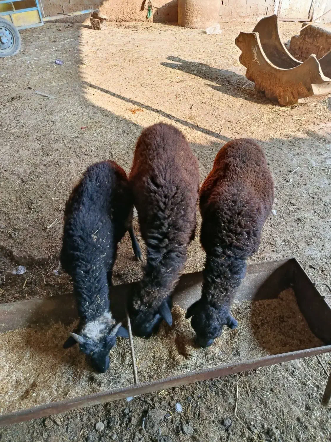 3 تا یکی نره دوتا ماده|حیوانات مزرعه|خان ببین, |دیوار