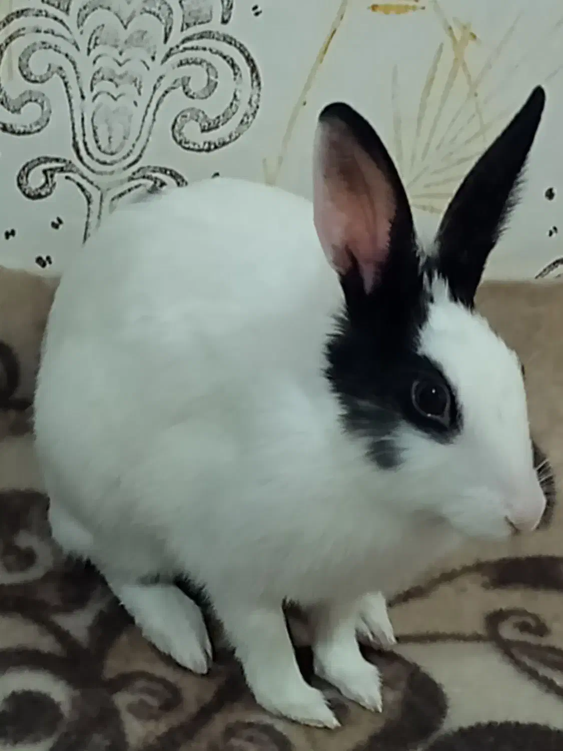 باسلام‌فروش‌خرگوش‌|موش و خرگوش|شیراز, گویم|دیوار