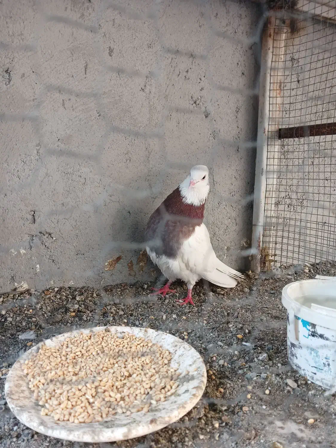 کفتر طوق سرخ|پرنده|میناب, |دیوار