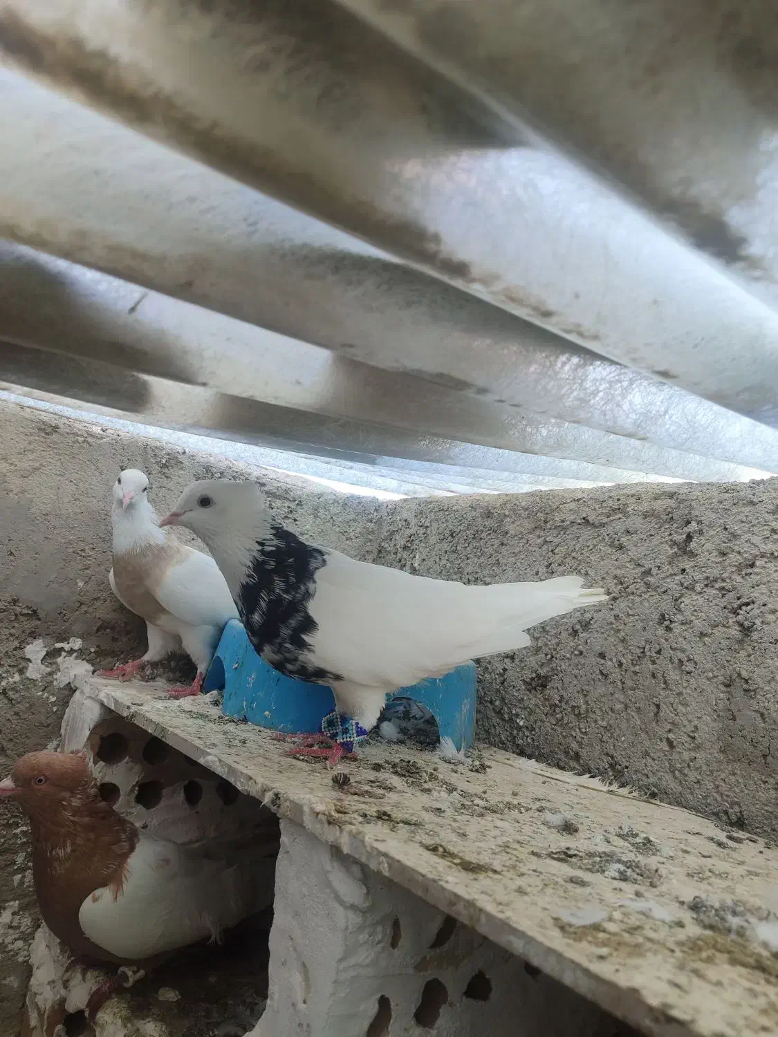 کبوتر عالی|پرنده|گنبد کاووس, |دیوار