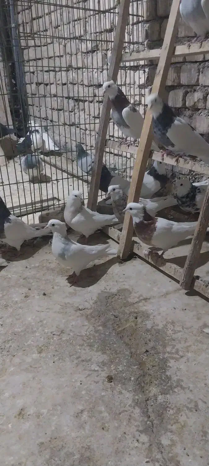 کبوتر طوقی|پرنده|خمینی‌شهر, |دیوار