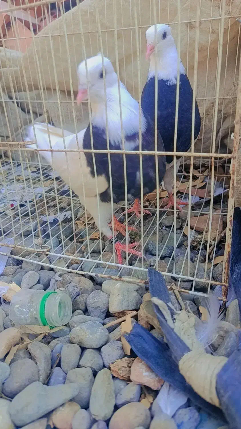 کبوتر|پرنده|جیرفت, |دیوار