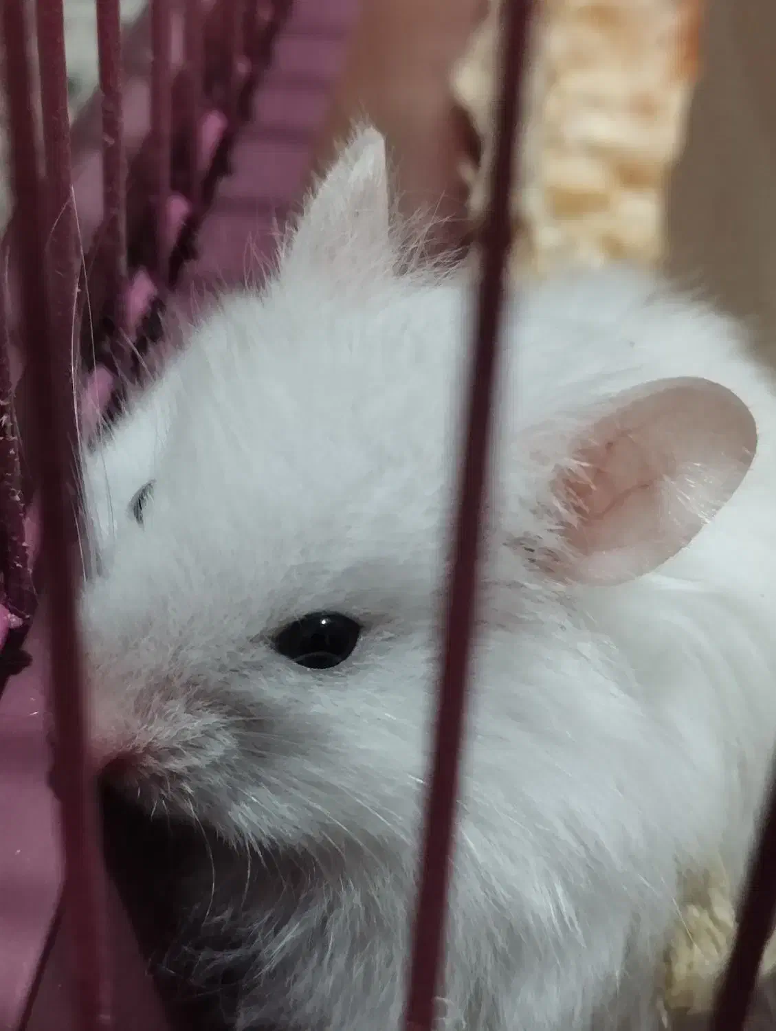 همستر نرو ماده|موش و خرگوش|رشت, پسیخان|دیوار