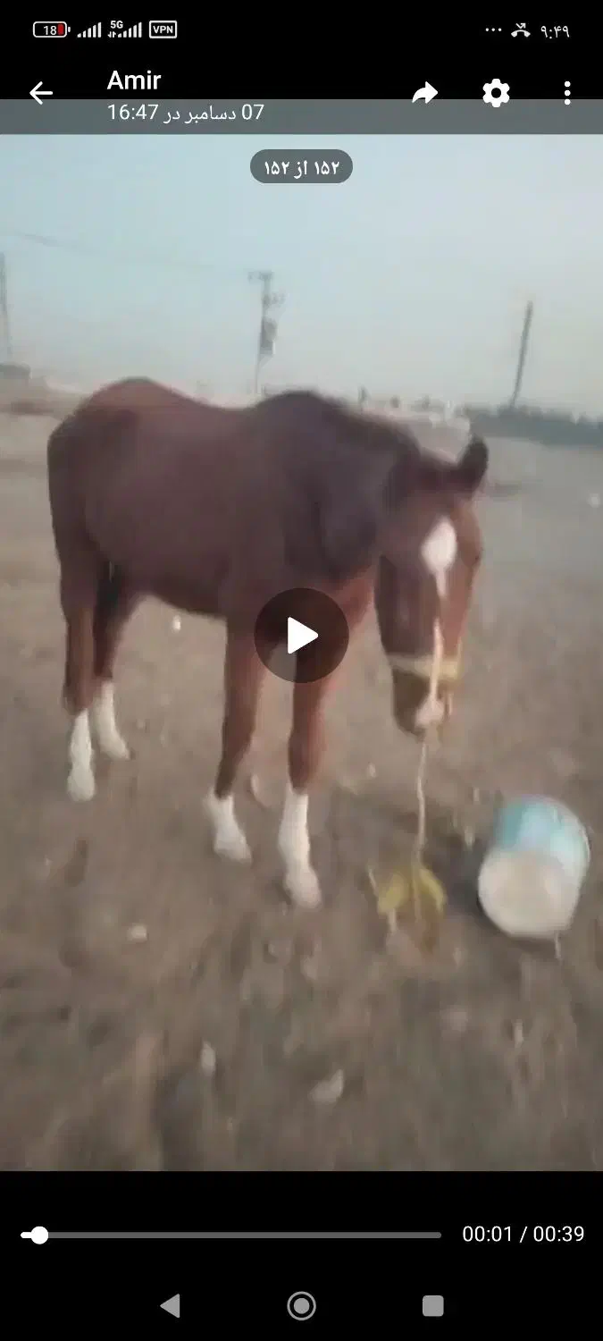 فروش فوری مادیون ومعاوضه|اسب و تجهیزات اسبسواری|مشهد, چاهشک|دیوار