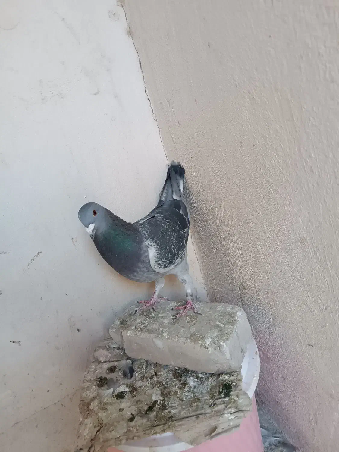 جان اردن|پرنده|شوش, |دیوار