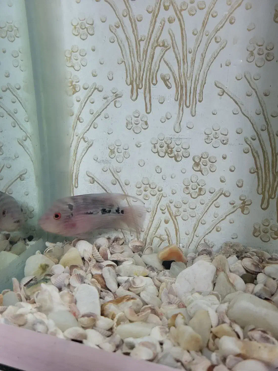 ماهی فلاور|ماهی|سراب, |دیوار