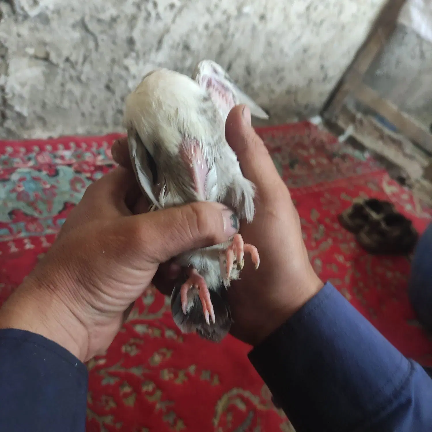 کله سفید|پرنده|سبزوار, شهرک صنعتی فرودگاه|دیوار