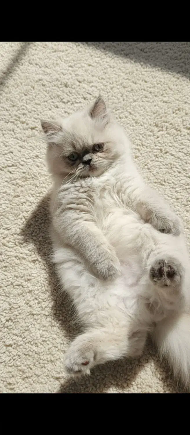 گربه هیمالین بریتیش|گربه|رشت, نیکمرام|دیوار