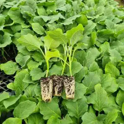 نشا بامجان قلمی پارسید|خدمات باغبانی و درختکاری|دزفول, |دیوار