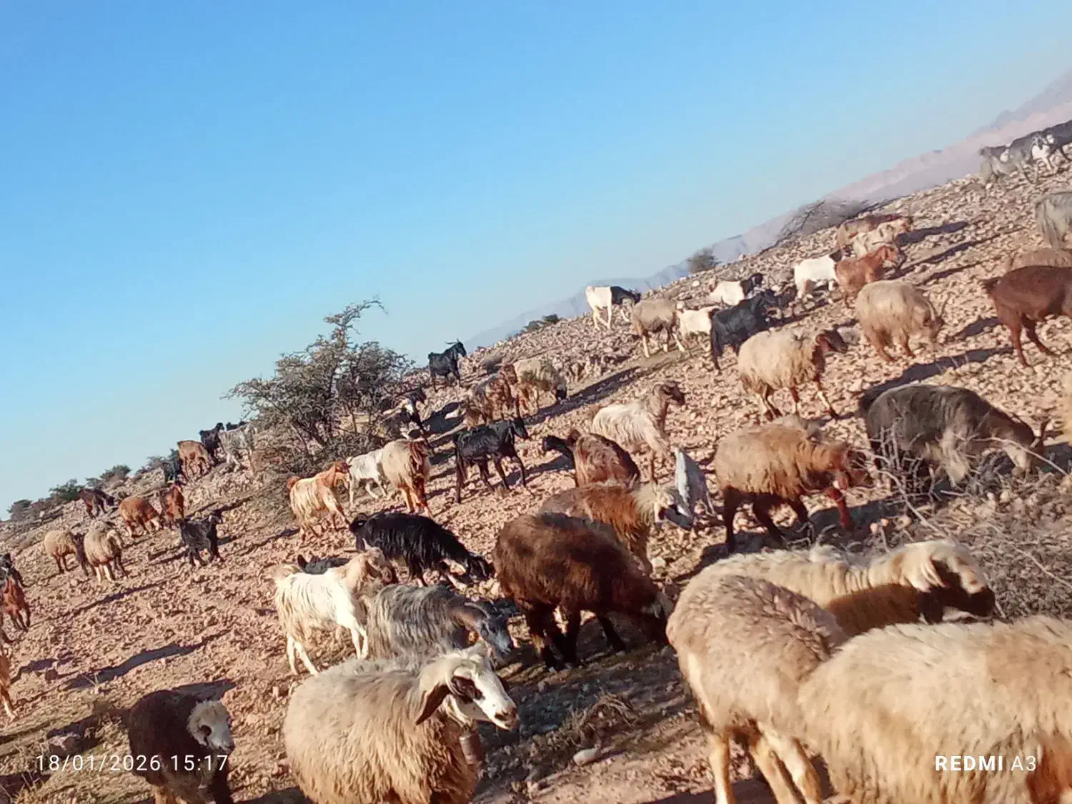 نیستم|حیوانات مزرعه|کازرون, |دیوار