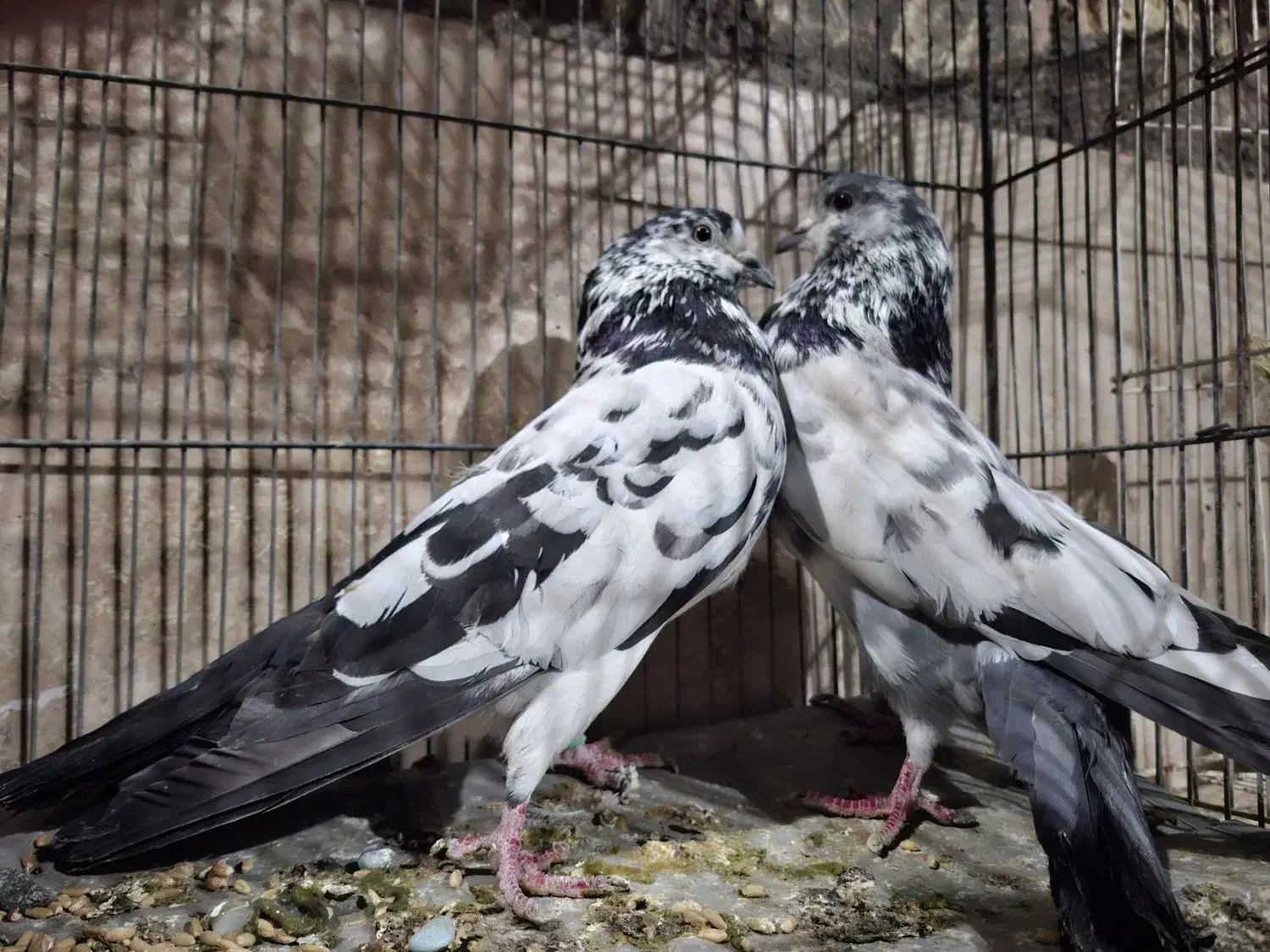 کفتر پرشی|پرنده|یزد, |دیوار