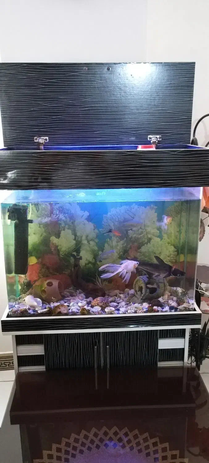 آکواریوم بزرگ|ماهی|فردیس, سرحدی|دیوار