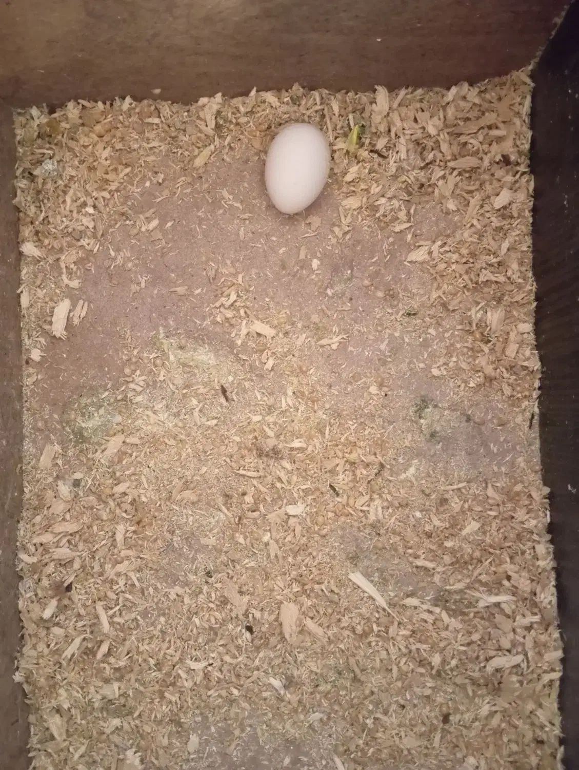 عروس هلندی تخم گذارن و یک جفت|پرنده|اهر, |دیوار