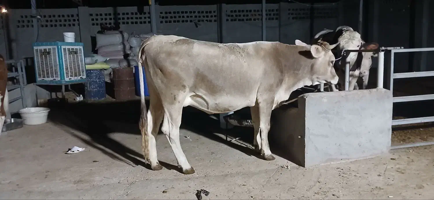 گاوگوساله|حیوانات مزرعه|گتوند, |دیوار