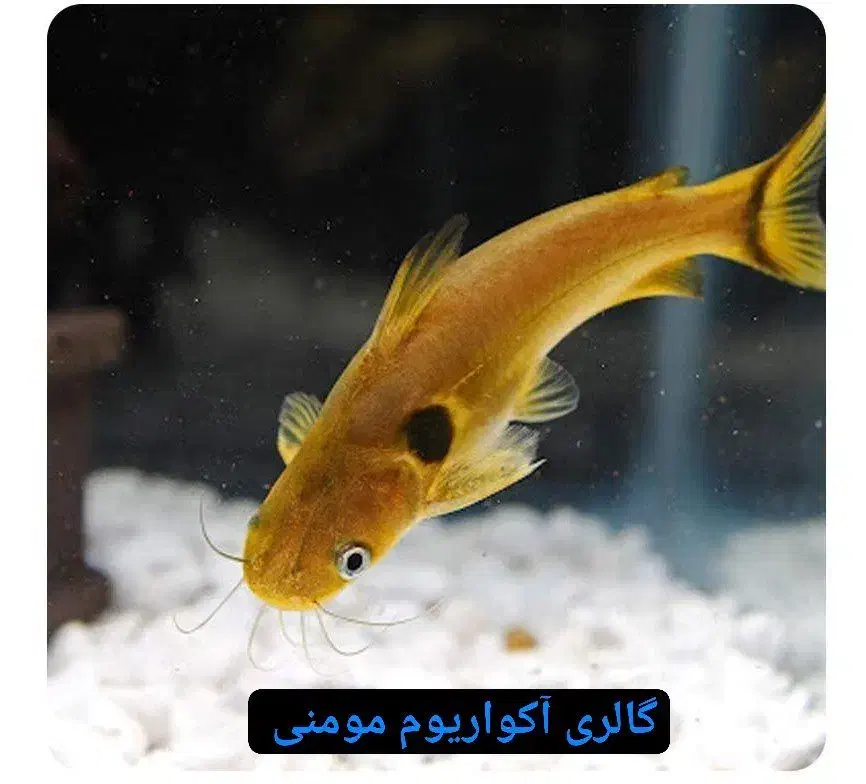 گالری آکواریوم مومنی پنگوسی خالدار|ماهی|نیشابور, امام|دیوار